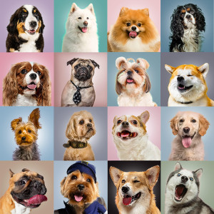 100 Piece Jigsaw Puzzles Funny Dogs Puzzles For Kids Ages 48 810 Jigsaw Puzzle For Toddlers 35 Years Old Kids Puzzles Ages 6